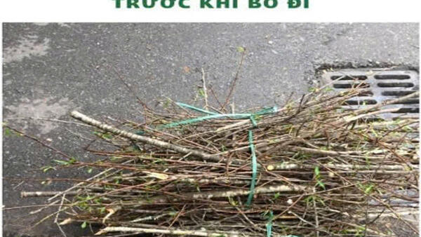 Hãy hành động ngay hôm nay! Chặt đào, quất gọn gàng – Vứt rác đúng nơi!